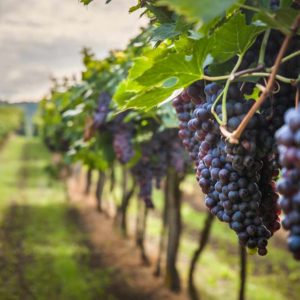 Estudiar máster en gestión de bodegas de restauración