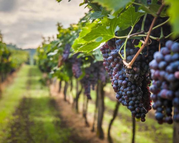 Estudiar máster en gestión de bodegas de restauración